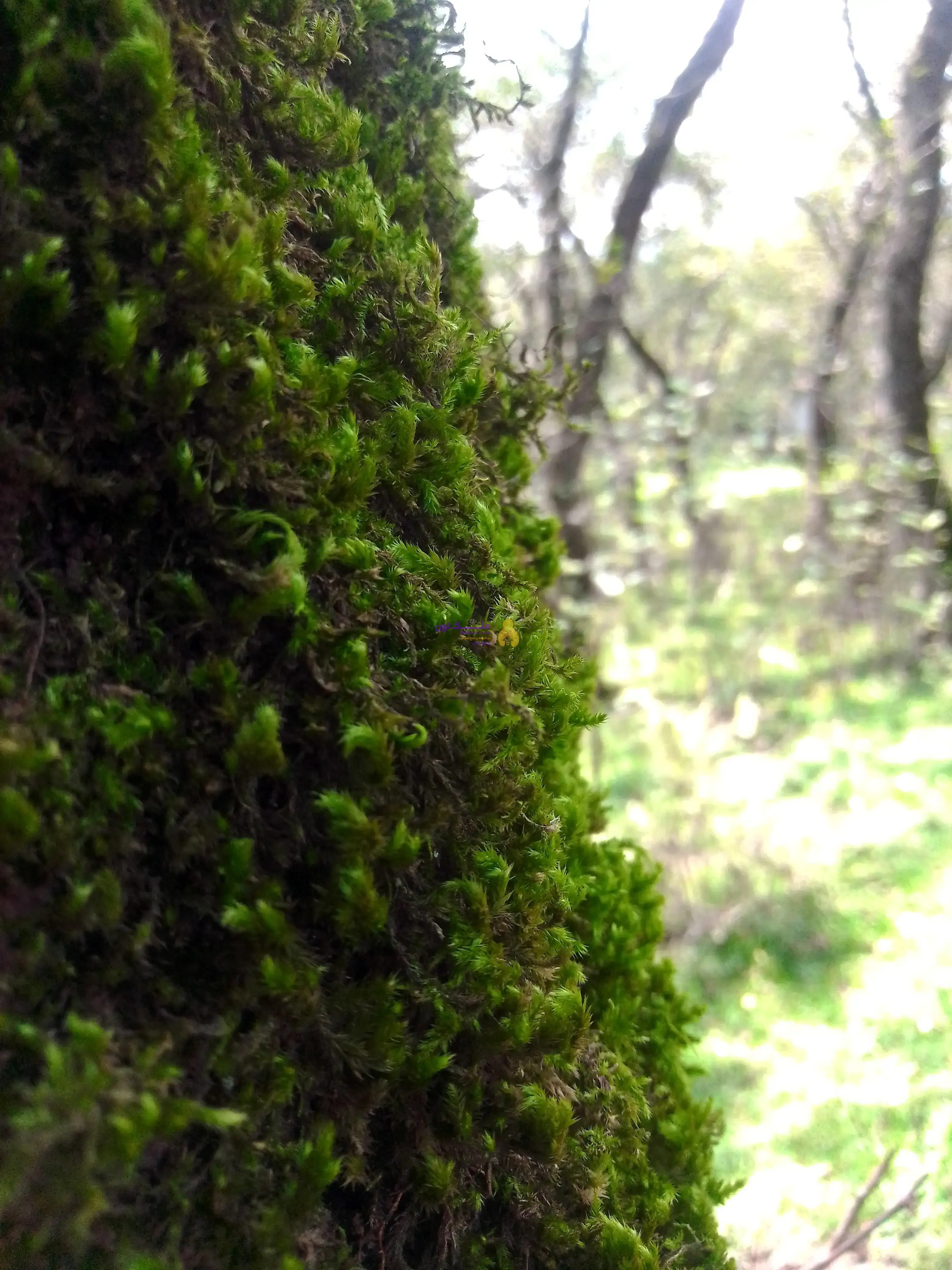 500متر زمین باغچه