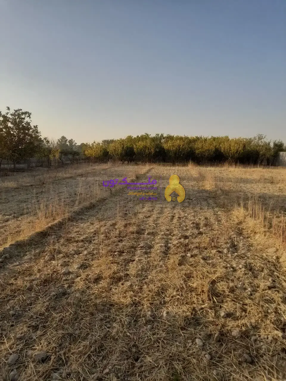 «فروش شدیداً فوری! پاداش ۱۰۰ میلیون برای یابنده مشتری / زمین کشاورزی ۳۵۰۰ متری - آب چاه و لوله‌کشی- برق»