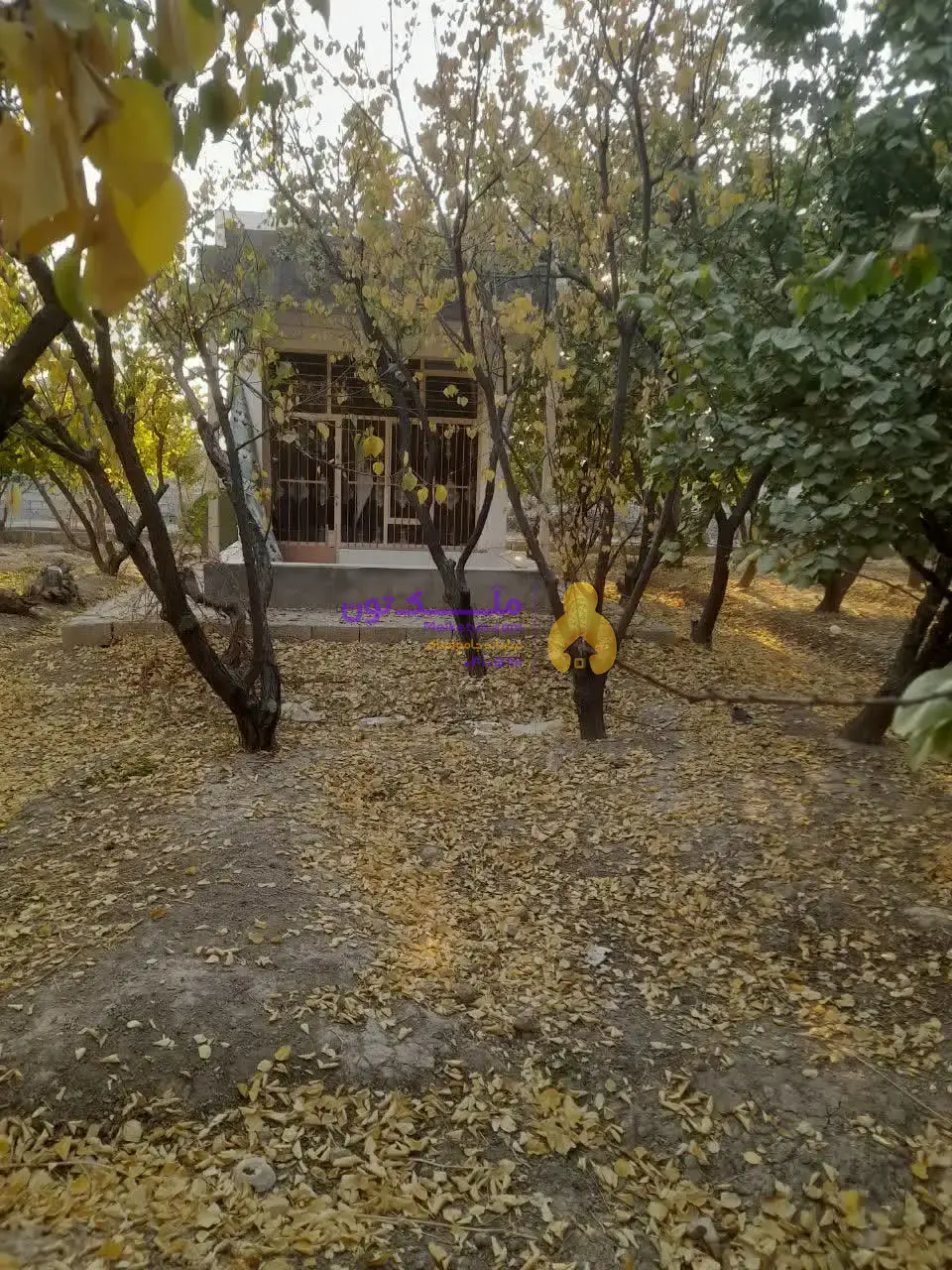 «فروش شدیداً فوری! پاداش ۱۰۰ میلیون برای یابنده مشتری / زمین کشاورزی ۳۵۰۰ متری - آب چاه و لوله‌کشی- برق»