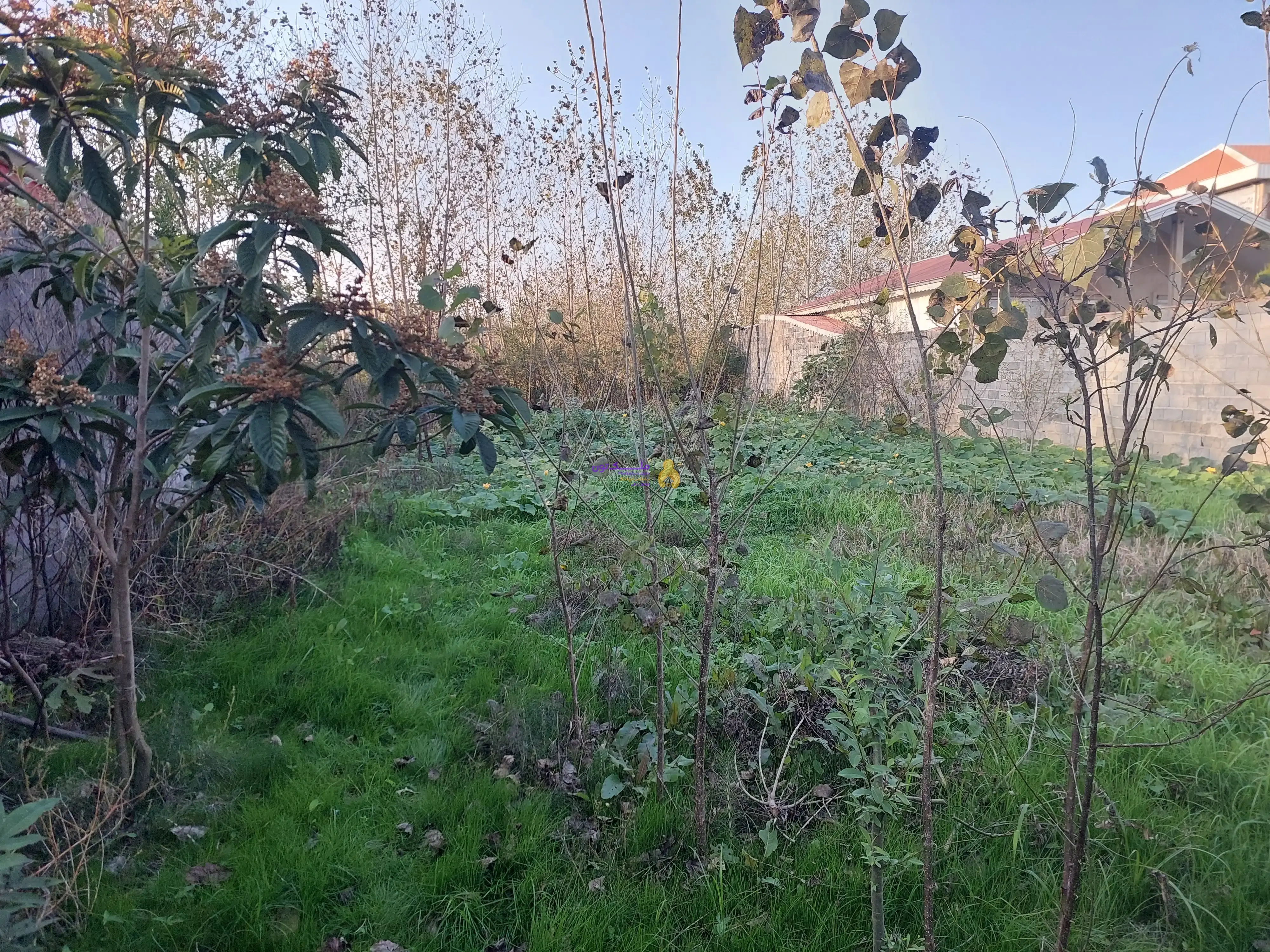 زمین مسکونی زیباکنار