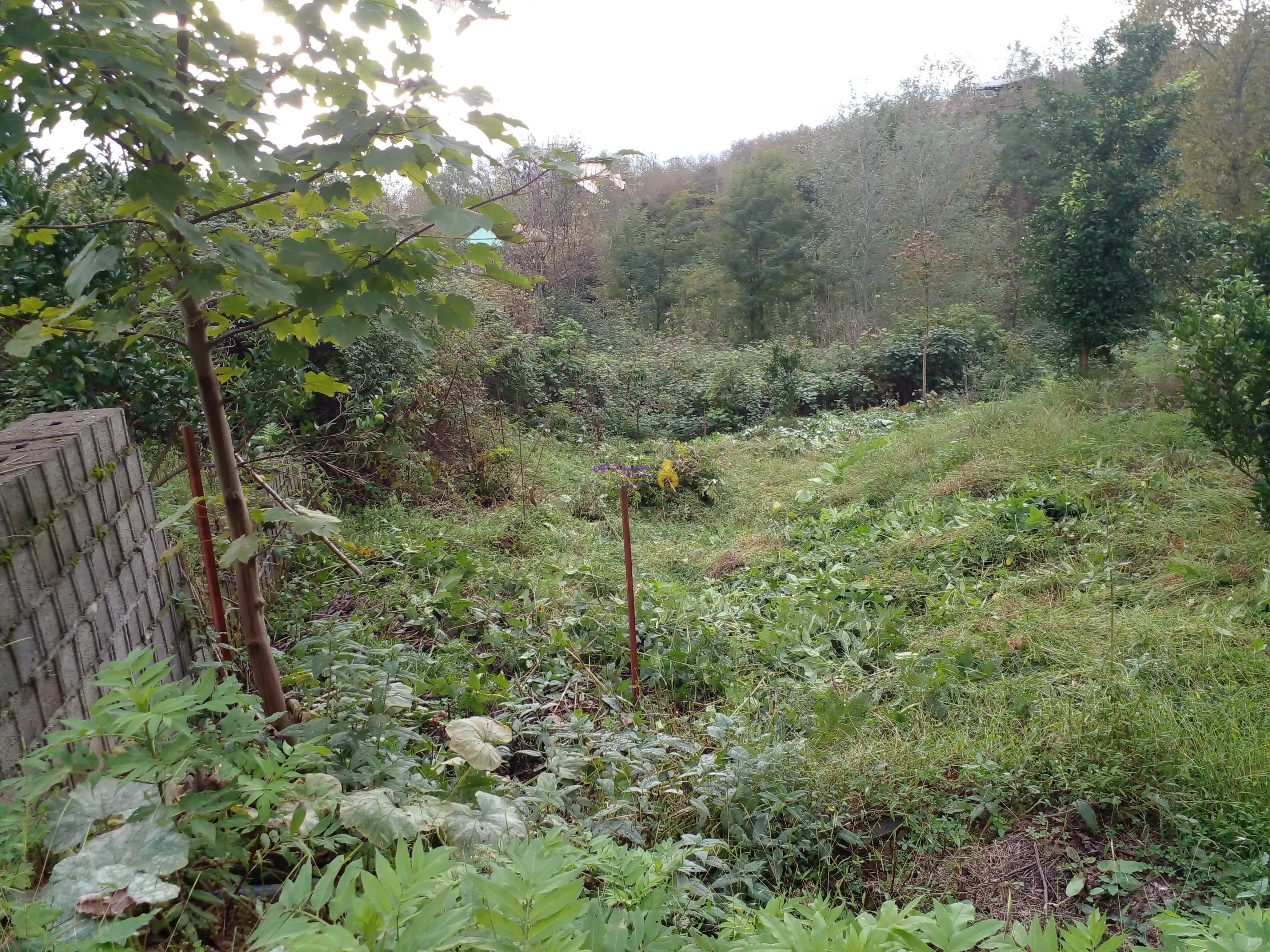 ۳۱۰مترزمین مسکونی فروش فوری