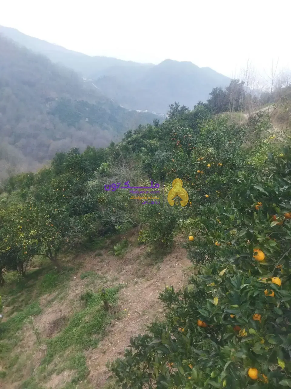 زمین ۷۰۰متر اربکله